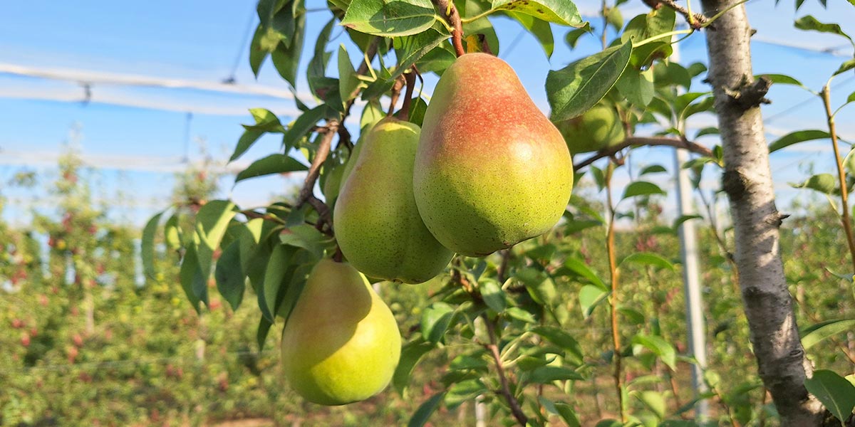 Pere: Early Giulia™ attira l'attenzione nel periodo precoce